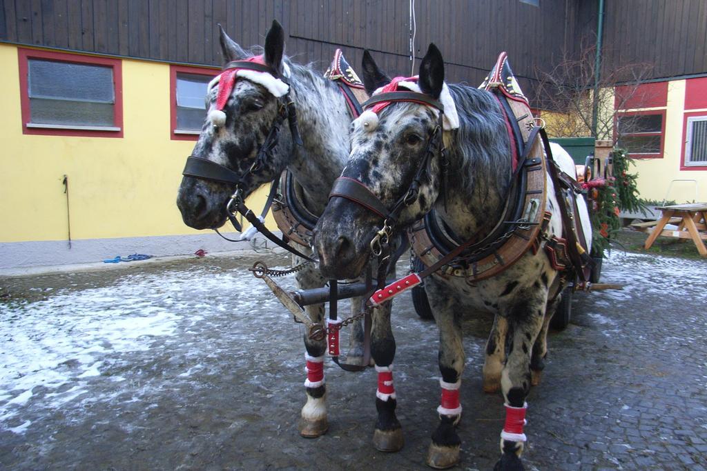 Pension & Reitstall Inghofer Heidenreichstein Kültér fotó